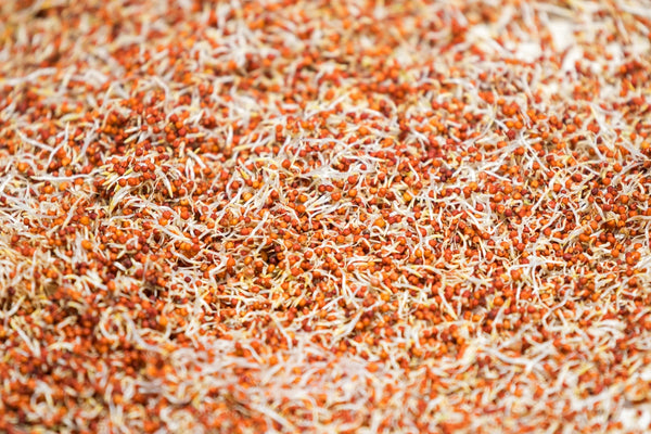 Braunhirse Bio Sprossensamen