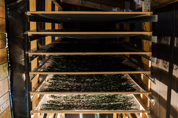 Spirulina-Solartrocknung