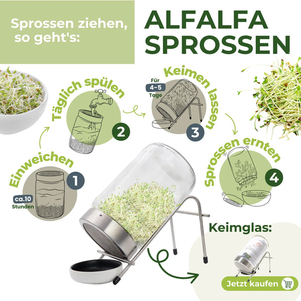 Alfalfa Sprossen / Luzerne Bio Samen 250g