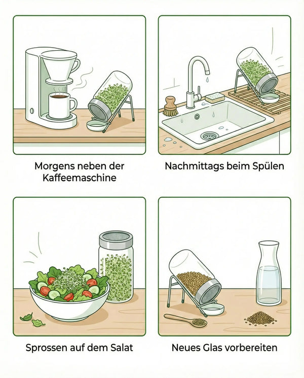 Germes de brocoli bio 250 g