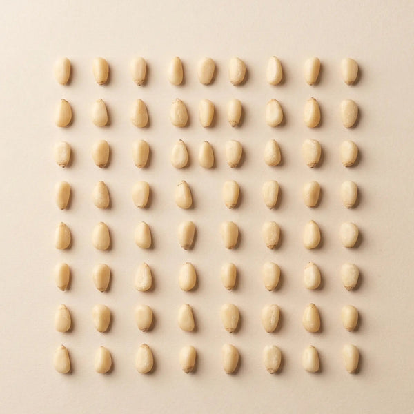 Bio Zedernüsse aus Russland 200g – wildgesammelt | Rohkostqualität