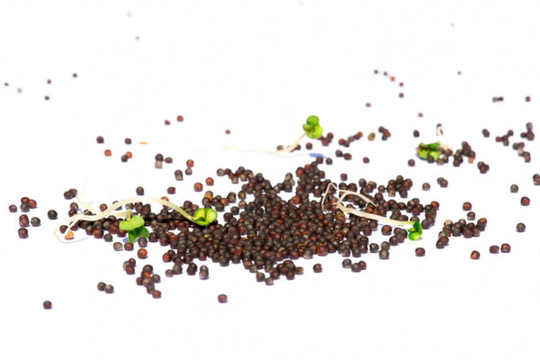 Raps Bio Sprossensamen