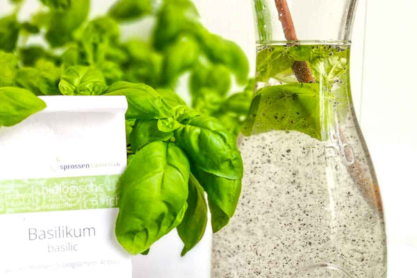 Belebendes Basilikum-Wasser mit Basilikum Samen