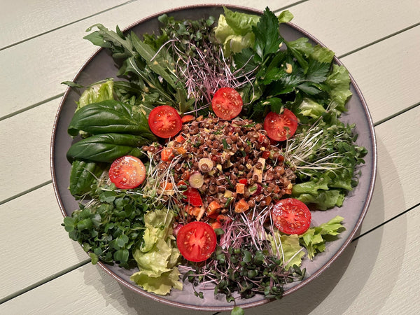 Linsen-Salat mit Beluga Linsen und grünen Linsen Sprossen