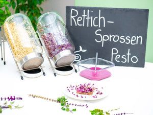 Sprossen Pesto - Dip mit Rettich violett