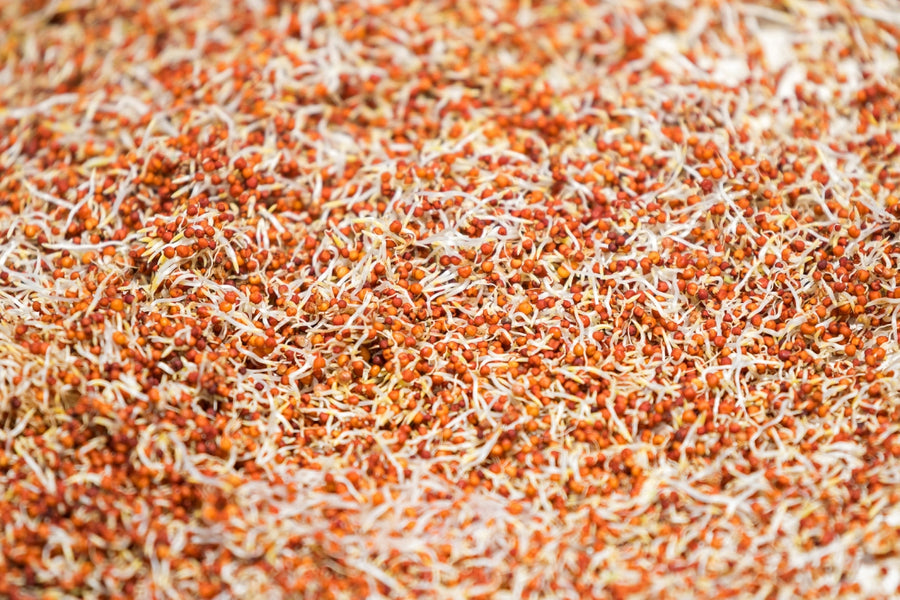 Braunhirse Bio Sprossensamen
