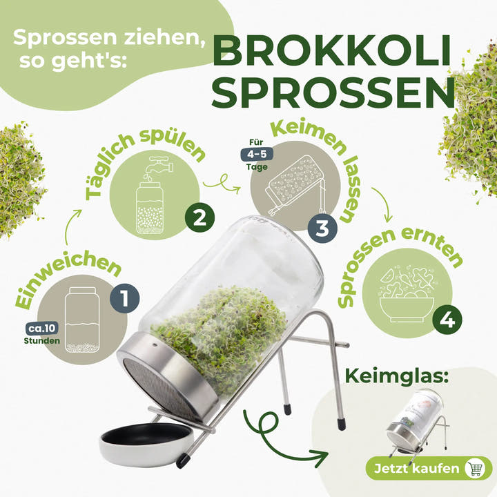 In 4 Schritten Brokkoli-Sprossen selbst ziehen