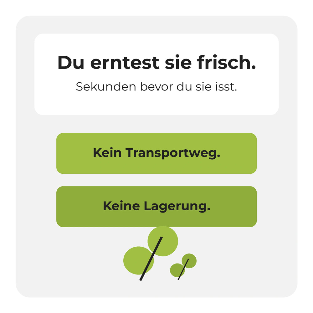 Infografik: Frisch ernten, direkt essen – kein Transportweg, keine Lagerung.