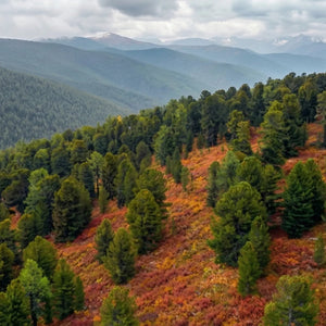 Die aromatischsten Zedernüsse der Welt – wild gesammelt in Russland