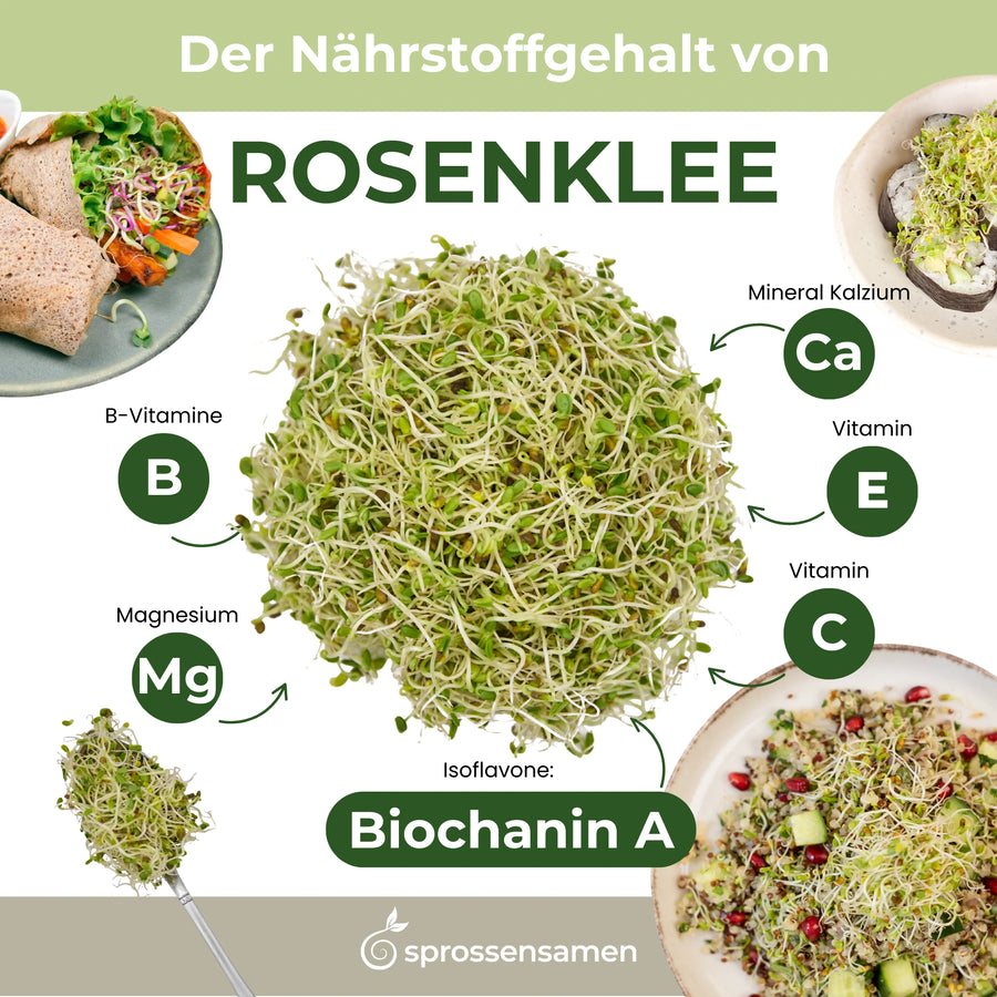 Germes de trèfle rose bio 250 g