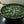 Wakame Algen Bio