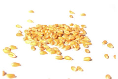 Graines de blé biologique, 500 g